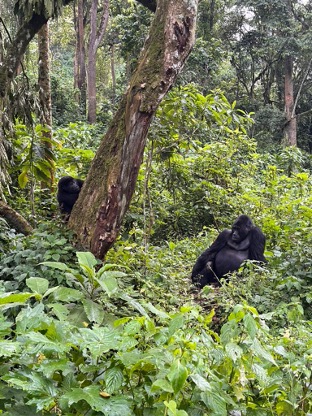 Village Health and Conservation Teams have worked to reduce
threats, including zoonotic diseases such as COVID-19, to mountain gorillas in Uganda's Bwindi Impenetrable Forest National Park