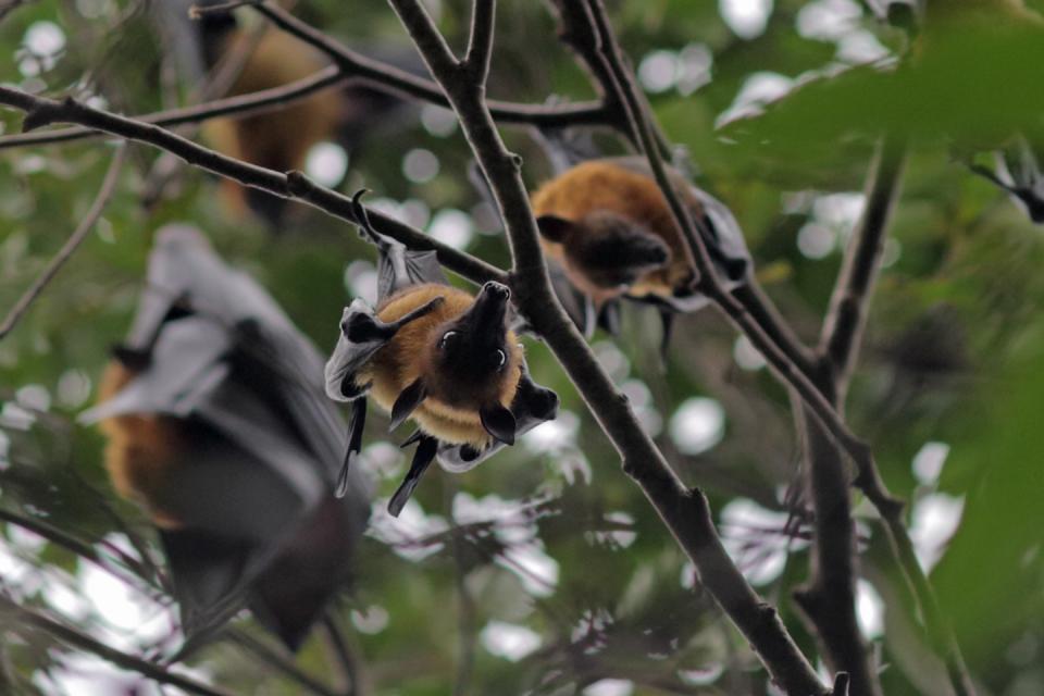 Bats hanging in a tree